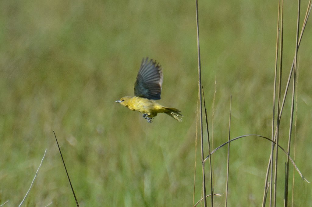 Oriole, Orchard, 2014-05184480  Cape May Point State Park, NJ.JPG - Orchard Oriole (f). Cape May Point State Park, NJ, 5-18-2014